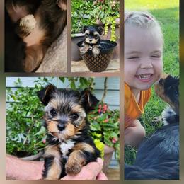 Yorkshire Terrier Puppies from Kathy's little yorkies
