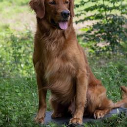 Golden Retriever Puppies from True Grit Golden Retrievers