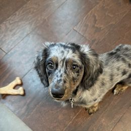 Shiloh - Dachshund