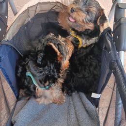 Yorkshire Terrier puppies from Yorkies Parti of 4