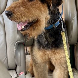 Gary - Airedale Terrier