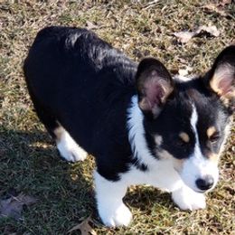 Pembroke Welsh Corgis from Deanna's Kennel