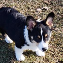 Pembroke Welsh Corgis from Deanna's Kennel
