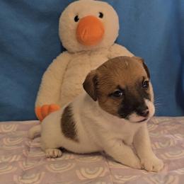 Poncho - White and tan male Russell Terrier puppy in Divide, Colorado from Outlaw Farm and Kennel