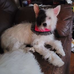 Here Comes The Sun - White and black Chinese Crested puppy in Savannah, Georgia from Dragonwing Kennel