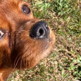 Nala - Cavalier King Charles Spaniel