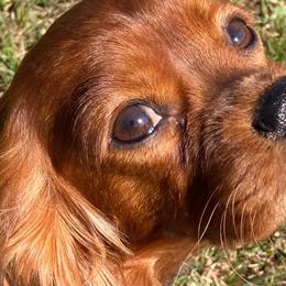 Nala - Cavalier King Charles Spaniel