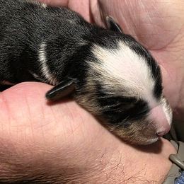 BMM - Blue merle male Miniature Australian Shepherd puppy in Spirit Lake, Idaho from Gemstone Ridge Mini Aussies