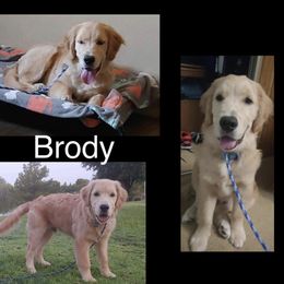 Golden Retriever Puppies from Goldminer Goldens