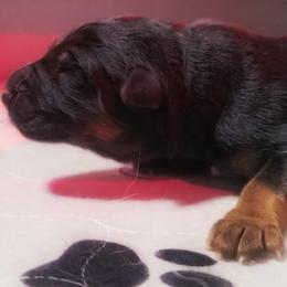 Green Collar - Male - Black and red male German Shepherd puppy in Charlotte, North Carolina from Zuflucht K9s