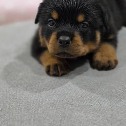 Purple collar female - Black and mahogany female Rottweiler puppy in San Antonio, Texas from VHWilliamsRottweilers