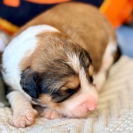 Waffle - Seal male Bordoodle puppy in Eastman, Georgia from Dood B Ranch