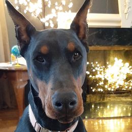 Penny - Doberman Pinscher