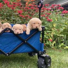 Chesapeake Bay Retrievers from Pine Isle Chesapeakes