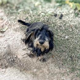 Sianna - Dachshund