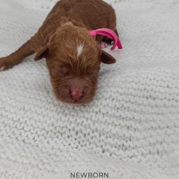 Fry - Red  female Goldendoodle puppy in New Harmony, Indiana from Cottonwood Farms