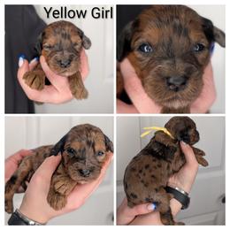 Yellow - Silver female Whoodle puppy in Kalispell, Montana from Countryman Whoodles