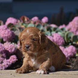 Rachel - Red female Cavapoo puppy in Gap, Pennsylvania from Country View Puppies ( License 18816)