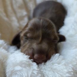 Maui - Chocolate and cream male Dachshund puppy in Yacolt, Washington from Cassiopeia Doxies