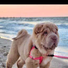 Chinese Shar-Pei Puppies from JoShel’s Silver Lined Wrinkles and Tails
