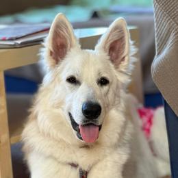 Renata - Berger Blanc Suisse