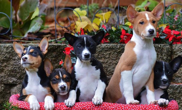 Five Basenji puppies