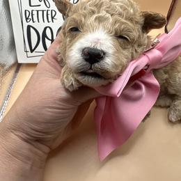Dior - Apricot female Maltipoo puppy in Apple Valley, California from Boujeepups