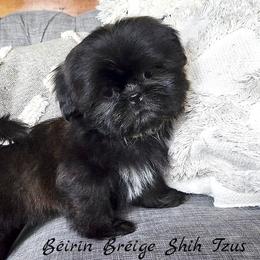 Shih Tzu Puppies from Beirin Breige Shih Tzus