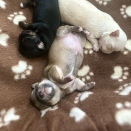 Chihuahua Puppies from Wild Mountain Chihuahuas