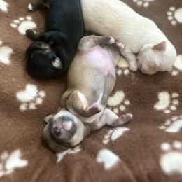 Chihuahua Puppies from Wild Mountain Chihuahuas