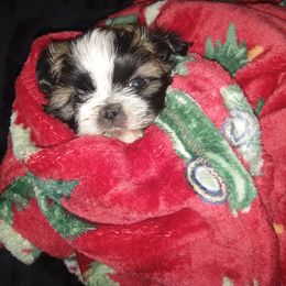 Cola - Brown and white male Shichon puppy in Brainerd, Minnesota from Angie’s Teddy Bear Puppies Minnesota
