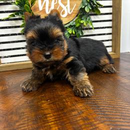 Boy 2 - Black and tan male Yorkshire Terrier puppy in Cornelia, Georgia from Kruz Kennels