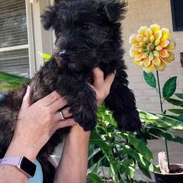 Grant - Boy Brindle - Red brindle male Scottish Terrier puppy in San Antonio, Texas from Christie Gregory's Scotties