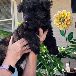 Grant - Boy Brindle - Red brindle male Scottish Terrier puppy in San Antonio, Texas from Christie Gregory's Scotties
