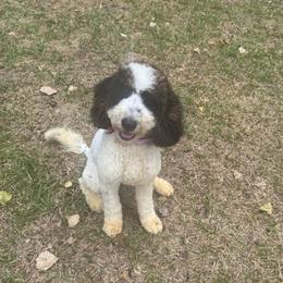 Ice cream - Black and white female Bernedoodle puppy in North Carolina from Lynes of Doodles