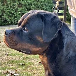 Umbro - Rottweiler