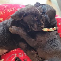 Labrador Retrievers from Red Hearts Labradors