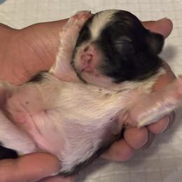 Boy 2 - Black and white male Shih Tzu puppy in Benbrook, Texas from Michael’s Shih Tzus