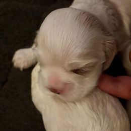 Boy 4 - Red and white male Cocker Spaniel puppy in Fairport, New York from Astor Hill Cockers