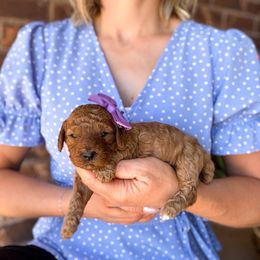 Sprinkles - Red  female Poodle puppy in West Haven, Utah from Split Mountain Doodles