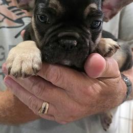Brodie - Black and tan male French Bulldog puppy in Springfield, Missouri from Taylor