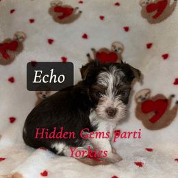 Echo - Parti female Yorkshire Terrier puppy in Clarksburg, Indiana from Hidden Gems Parti Yorkies