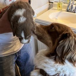Amber - Australian Shepherd
