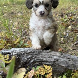 Chinese Crested Puppies from Bare Nakeys