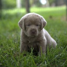 Mr. Green - Chocolate male Labrador Retriever puppy in Morrill, Kansas from Grimm Girls Farm
