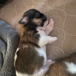 Shih Tzu Puppies from Michi Shih-Tzu