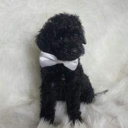 Mr Gray - Black male Goldendoodle puppy in Cumming, Georgia from Chattahoochee Kennels