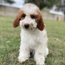 Gus - Parti male Goldendoodle puppy in Kansas City, Kansas from Bella & Ivy’s Mini Goldendoodles of KC
