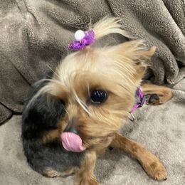 McKenzie - Yorkshire Terrier