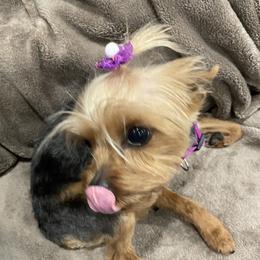 McKenzie - Yorkshire Terrier